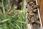 Różnorodność biologiczna - pszczoły / fot. Sebastian Dąbrowski