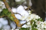 Różnorodność biologiczna - pszczoły / fot. Sebastian Dąbrowski