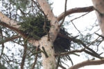 Na drzewie gniazdo bielika objęte monitoringiem - widoczny kabel od kamery