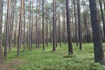 Strefa ochrony okresowej bielika - las